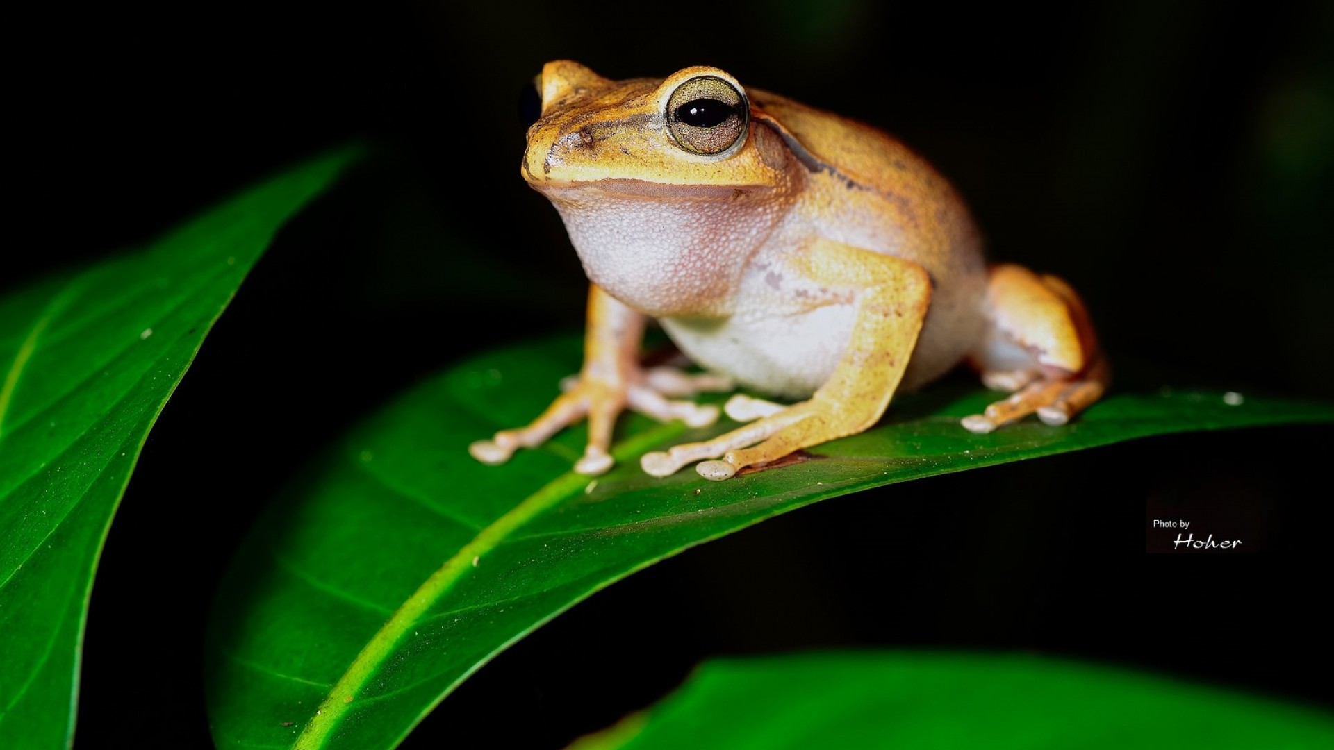 frog2